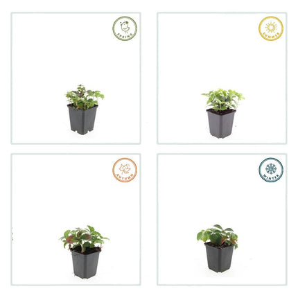 Kanadischer Hartriegel Cornus canadensis – ↕10-25cm – Ø9cm – 40 Pflanzen – Immergrüner Bodendecker – Weiße Blüten – Schattentauglich – Für Beete & Gartenteppiche