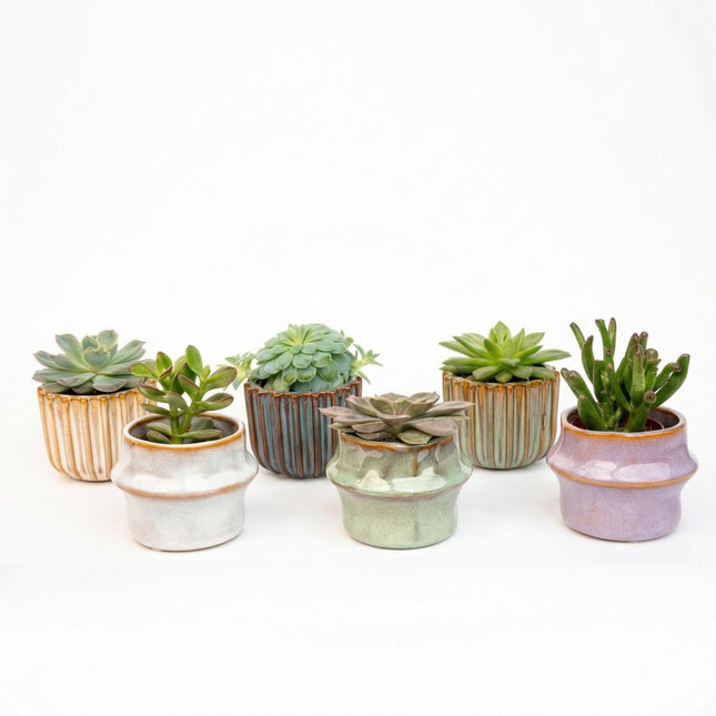Sukkulenten – Set 6 Stück mit Keramiktöpfen – Mini Sukkulenten 8-12cm – Barcelona Design Töpfe Ø7,2cm – pflegeleichte Zimmerpflanzen Deko