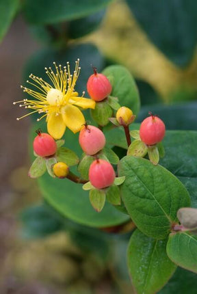 Johanniskraut Hypericum inodorum 'Annebel' – ↕10-25cm – Ø9cm – 6 Pflanzen – Kompakter, sommerblühender Strauch für Beete, Bodendecker & niedrige Hecken – Pflegeleicht & winterhart