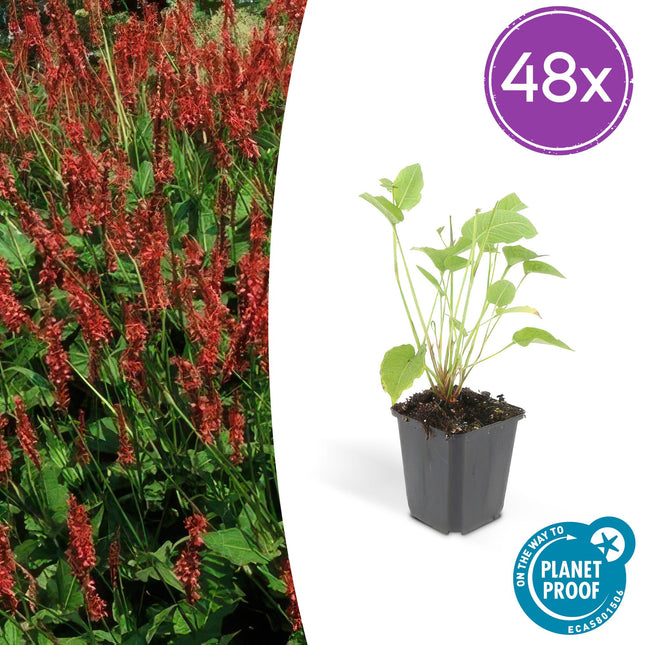 Persicaria amplexicaulis – 48Pflanzen – ↕10-25cm – Ø9cm – Rote Blütenähren – Pflegeleichte, robuste Staude für Sonne & Halbschatten