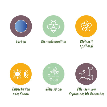 Blumenzwiebeln Muscari Armeniacum – 50 Blumenzwiebeln – Blaue Traubenhyazinthen – Frühblüher für Beet, Balkon & Terrasse – Pflegeleicht & Bienenfreundlich