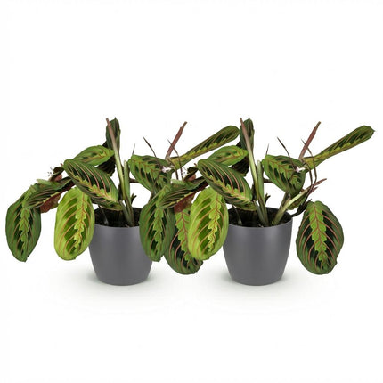 Maranta Fascinator Tricolour Gebetsblatt Pflanze 2er Set mit grauem Topf Ø12cm Höhe 25cm Haustierfreundliche Grünpflanze pflegeleicht für Zimmer &