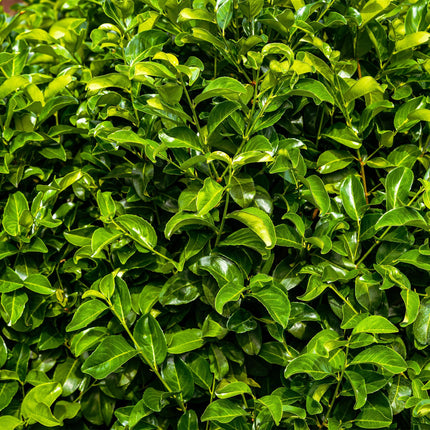 Kirschlorbeer Prunus laurocerasus Rotundifolia – Immergrün – Heckenpflanze – Blatt grün – 6 Pflanzen – 1  laufender Meter – 17 cm Höhe 50 cm