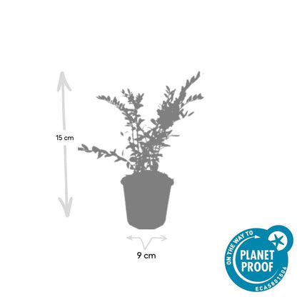 Lonicera pileata – 48 Pflanzen – Zwerg-Geißblatt – 9cm – Immergrüner Bodendecker – ↕10–25cm – Pflegeleicht & winterhart – Für Sonne & Schatten