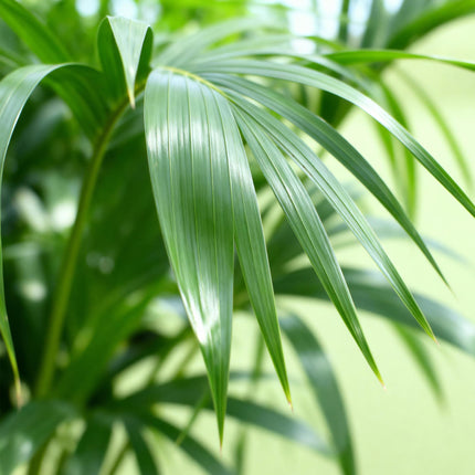 Howea Forsteriana – Kentia – Palme – 70-75cm – 17cm – Pflegeleichte Zimmerpalme mit eleganten Wedeln