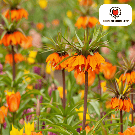 Fritillaria imperialis 'Garland Star' – 5 Blumenzwiebeln – Kaiserkrone mit leuchtend orange-roten Blüten – Frühjahrsblüher