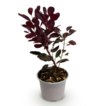 Cotinus coggygria Lilla – 12cm – Höhe ca. 35cm – Purpurrotes Laub & lila Sommerblüte – Laubabwerfender pflegeleichter Perückenstrauch für Beet, Balkon & Terrasse