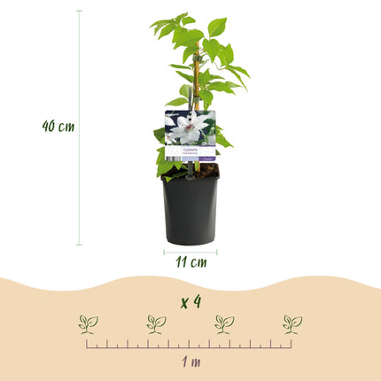 Kletterpflanze Clematis Miss Bateman – Rosa-Weiße Blüten – Wenig Pflege – 2 Pflanzen – 11 cm Höhe 40 cm – Für Garten, Terrasse & Pergolen