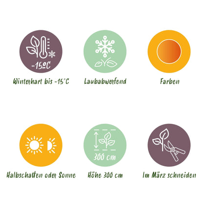 Japanischer Ahorn – Acer palmatum Katsura – 2 Pflanzen – Orange Herbstfärbung – je ca. 70 cm hoch – im 19 cm Topf – Balkonpflanze & Zierbaum – Für Beet, Terrasse & Kübel