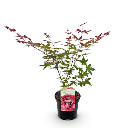 Japanischer Ahorn Acer palmatum Beni Maiko – Rote Balkonpflanze – Ø19cm – Höhe ca. 70cm – Kompakter Zierahorn für Beet & Terrasse