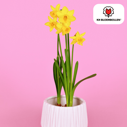 Narzisse 'Tête-à-Tête' – Mini-Narzisse – leuchtend gelbe Frühjahrsblüher – 25 Blumenzwiebeln – ↕15-20cm – ideal für Beet, Balkon & Topf