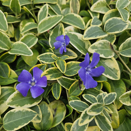 Kleinblättriges Immergrün Vinca minor 'Blue and Gold' – ↨10-25 cm, Ø9 cm – Immergrüner Bodendecker mit goldgelben Blättern & blau-lila Blüten – 60 Pflanzen
