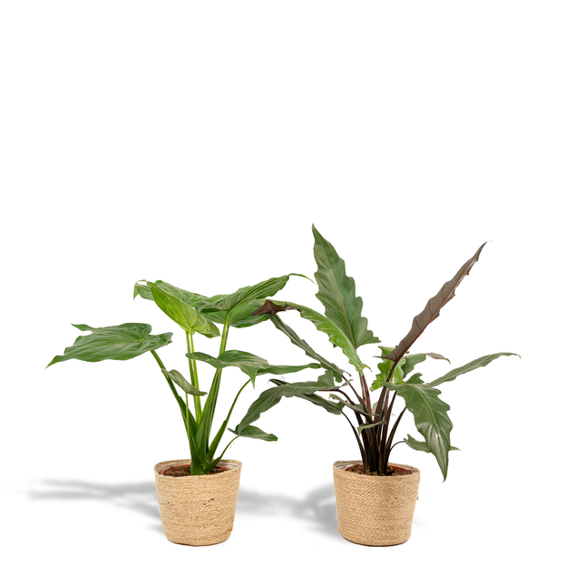 Alocasia Zimmerpflanzen-Set – Pfeilblatt Cucullata Ø19cm ↕60cm & Lauterbachiana Ø19cm ↕75cm inkl. Korb Selin – Tropische Elefantenohr Pflanzen – Luftreinigend & dekorativ