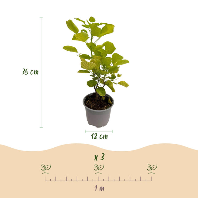 Cotinus coggygria Golden Spirit – 3 Pflanzen – 12cm – Höhe ca. 35cm – Laubabwerfender Perückenstrauch mit goldgelbem Laub & luftigen Sommerblüten