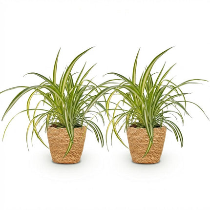 Chlorophytum comosum Variegatum Zimmerpflanzen inkl. Naturkorb