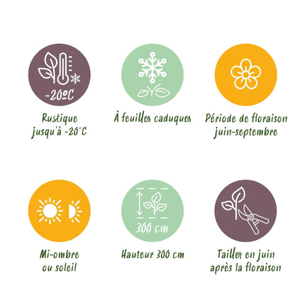 Kletterpflanze Clematis Nelly Moser – Rosa Blüten – Wenig Pflege – 2 Pflanzen – 11 cm Höhe 40 cm – Für Garten, Balkon & Pergolen