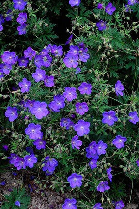 Storchschnabel Geranium 'Johnson's Blue' – ↕10-25cm – Ø9cm – 6 Pflanzen – Winterharte Staude & Bodendecker – Leuchtend blaue Blüten