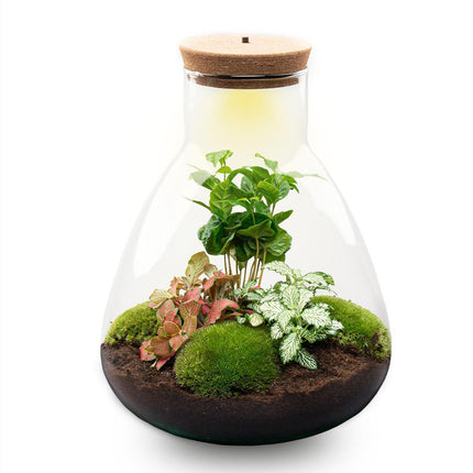 Flaschengarten Sam mit LED – DIY Bausatz Terrarium – ↕30cm – Do-It-Yourself Pflanzen-Set mit LED-Beleuchtung & Korkdeckel – Autarkes Ökosystem – Inkl. Coffea & Fittonia – Für Wohnung & Büro