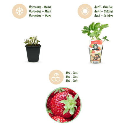Erdbeere Fragaria Elvira winterhart 6 Pflanzen Höhe 30cm Ø9cm – Rote Erdbeere für Beet Balkon & Topf – Pflegeleichte Obstpflanze mit hohem Ertrag