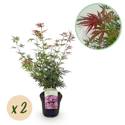 Japanischer Ahorn – Acer palmatum Jerre Swarts – 2 Pflanzen – Dunkelrot – je ca. 70 cm hoch – im 19 cm Topf – Balkon- & Kübelpflanze – Farbwechsel im Herbst