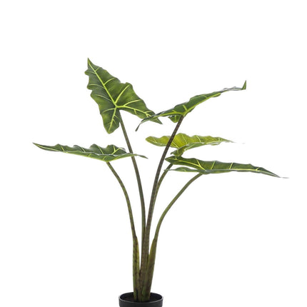 Kunstpflanze Alocasia Frydek – 80cm – Hochwertige künstliche Zimmerpflanze mit naturgetreuen Blättern – Immergrün & pflegeleicht – Dekopflanze für Wohnzimmer, Büro & Innenräume