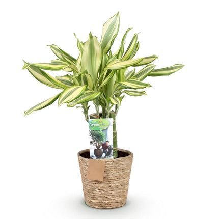Dracaena fragrans Diamond Dream – 50-55cm – 17cm inkl. Naturkorb – Pflegeleichter Drachenbaum