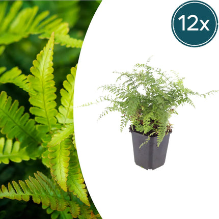 Polystichum setiferum Herrenhausen – 12 Pflanzen – Ø9cm – Höhe 10-25cm – Immergrüner Farn – Schattenpflanze für Beet, Gehölzrand & Naturgarten