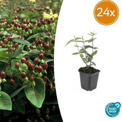 Johanniskraut Hypericum inodorum – 24 Pflanzen – ↕10-25 cm – Ø9 cm – Leuchtend gelbe Blüten – Pflegeleichter Strauch – Bienenfreundlich & robust