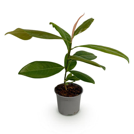 Magnolia grandiflora – 12cm – Höhe ca. 30cm – Immergrüne Großblütige Magnolie mit duftenden weißen Sommerblüten