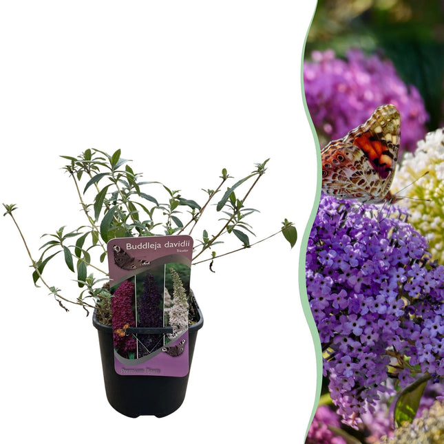 Schmetterlingsstrauch Buddleja davidii Tricolour – Blüten Rosa, Weiß & Lila – Bienen – & Schmetterlingsfreundlich – 17cm x H30cm – pflegeleicht