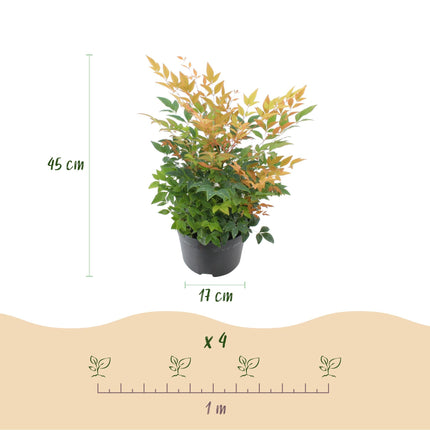 Nandina Gulfstream – 2 Pflanzen 17cm Höhe ca.45cm – Immergrün & farbwechselnd – Orange – Rot – Laub für Beet Balkon Terrasse