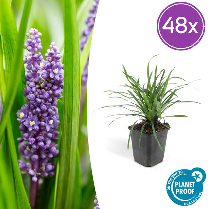 Liriope muscari 'Big Blue' – 48 Pflanzen – Immergrüner Bodendecker – 9cm – ↕10-25cm – Mit violettblauen Blüten – Pflegeleicht & winterhart