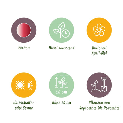 Blumenzwiebeln Tulpe Hemisphere Mischung – 12 Blumenzwiebeln – Bunte Tulpen in verschiedenen Farben – Für Beet, Balkon & Terrasse