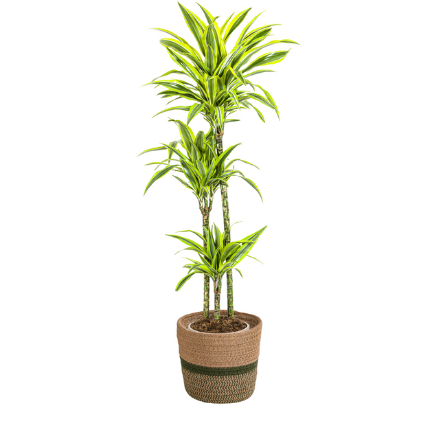 Dracaena Deremensis Lemon Lime inkl. Naturkorb – Höhe 130-150cm – Ø24cm – Zweifarbige Zimmerpflanze mit leuchtend grünen Blättern