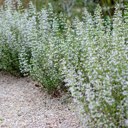 Bergminze Calamintha nepeta – 12 Pflanzen – 10-25cm – Ø9cm – Duftende Staude für sonnige Beete – Bienenfreundliche Gartenpflanze mit langer Blütezeit