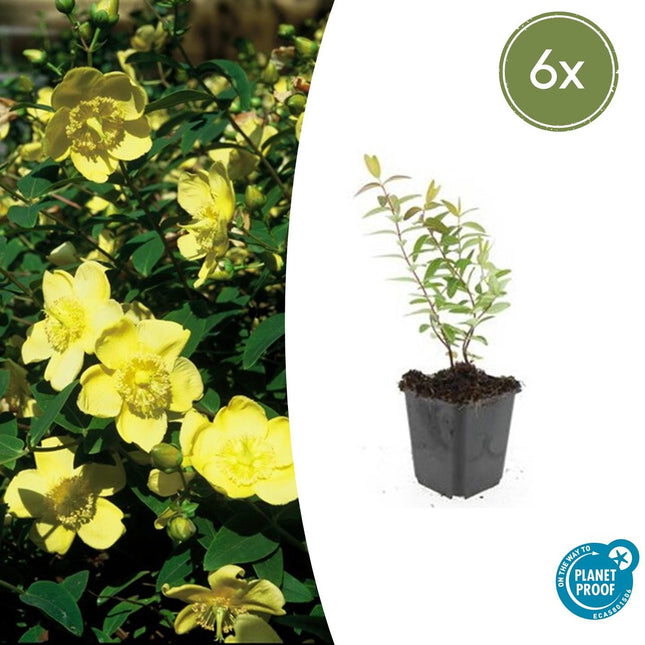 Hypericum Hidcote – Großblumiges Johanniskraut – 6 Pflanzen Ø9cm – Höhe 10–25cm – Immergrüner Strauch mit gelben Blüten – Pflegeleicht, winterhart & bienenfreundlich