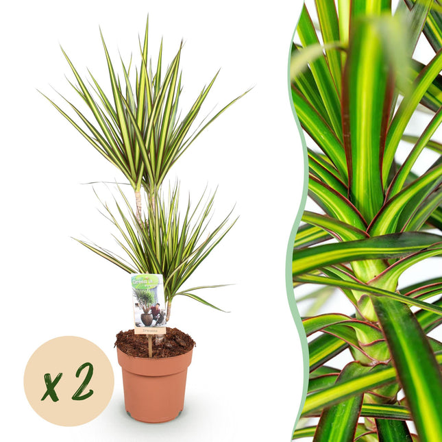 Dracaena Sunray – Drachenbaum – 2 Pflanzen – 70-75cm – 17cm – Grün – Gelb panaschiert – Pflegeleichte Zimmerpflanze für moderne & klassische Wohnräume