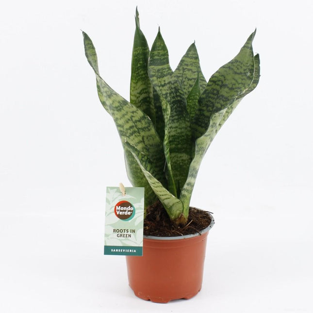 Sansevieria Black Coral – Bogenhanf – Zimmerpflanze 35cm hoch – Ø12cm – Luftreinigend & Pflegeleicht – Dunkelgrünes, elegantes Blattmuster