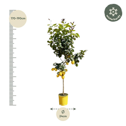 Zitronenbaum – Citrus limon – ca. 150cm hoch – Ø24cm – duftende Blüten & essbare Zitronen – immergrüne Zimmer – & Terrassenpflanze