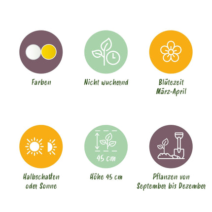 Blumenzwiebeln Narzisse Large Cupped Mix – 15 Blumenzwiebeln – Gelb-weiße Narzissen mit großen Blüten – Frühblüher für Beet, Balkon & Terrasse – Pflegeleicht