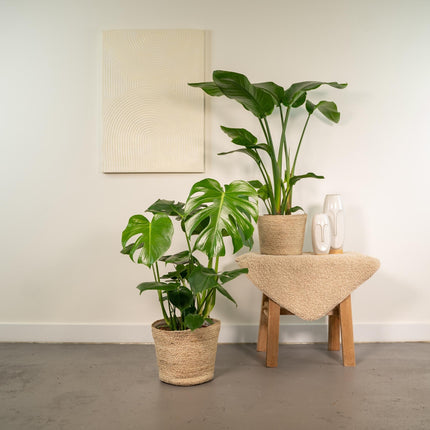 Strelitzia Nicolai – Ø19cm – ↕85cm + Monstera Deliciosa – Ø21cm – ↕75cm inkl. Naturkorb – Tropisches Zimmerpflanzen – Set mit luftreinigend