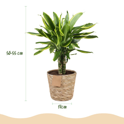 Dracaena fragrans Golden Coast – 50-55cm – 17cm inkl. Naturkorb – Pflegeleichter Drachenbaum mit goldgrünem Blattwerk
