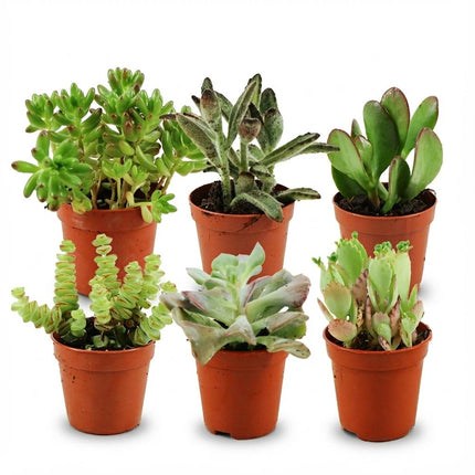 Mini Sukkulenten Mix – 6 Pflanzen – Ø5,5cm – Höhe 5-10cm – Pflegeleichte Zimmerpflanzen – Kleine Sukkulenten für Schalen Fensterbank & Wohnraum