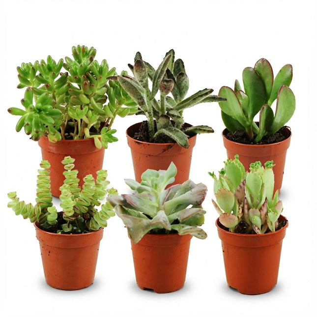 Mini Sukkulenten Mix – 6 Pflanzen – Ø5,5cm – Höhe 5-10cm – Pflegeleichte Zimmerpflanzen – Kleine Sukkulenten für Schalen Fensterbank & Wohnraum