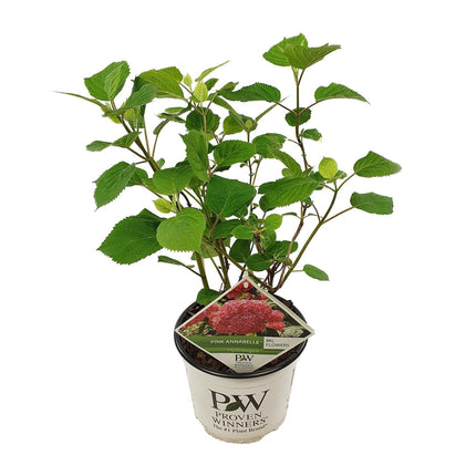Ballhortensie 'Pink Annabelle' – Hydrangea arborescens – Zimmerpflanze – Ø19cm – ↕30cm – Rosa Blütenpracht für Innenräume