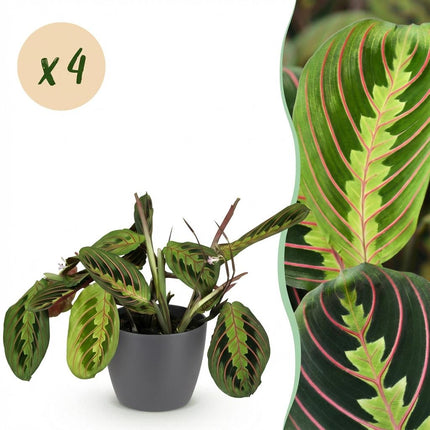Maranta Fascinator Tricolour Gebetsblatt Pflanze 4er Set mit grauem Topf Ø12cm Höhe 25cm Haustierfreundliche Grünpflanze pflegeleicht für Zimmer &