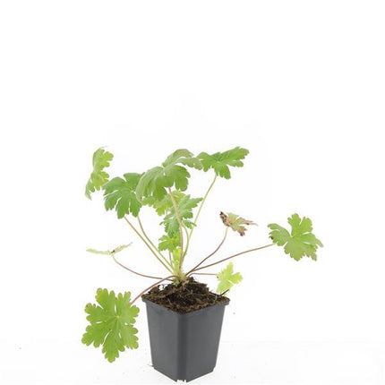 Geranium macrorrhizum 'Ingwersen's Var.' – 48 Pflanzen – ↕10-25cm – Ø9cm – Robuster Bodendecker – Zartrosafarbene Blüten – Duftend – Pflegeleicht – Sonne & Halbschatten