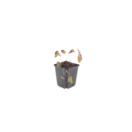 Elfenblume Epimedium rubrum – 60 Pflanzen – 10-25cm – Ø9cm – Winterharte Schattenstaude mit rotrosa Blüten – Bodendecker für Garten, Beet & Gehölzrand