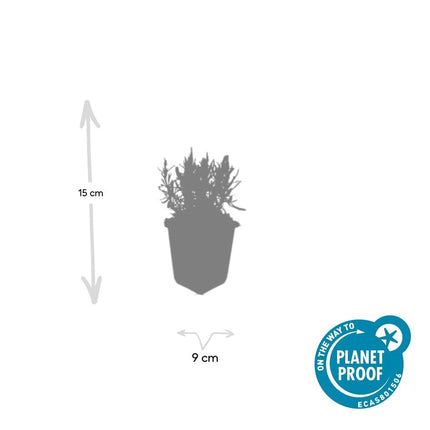 Lavendel Lavandula angustifolia 'Munstead' – 48 Pflanzen – ↕10-25 cm – Ø9 cm – Kompakter Lavendel – Winterhart & Pflegeleicht – Bienenfreundlich – Mediterranes Flair