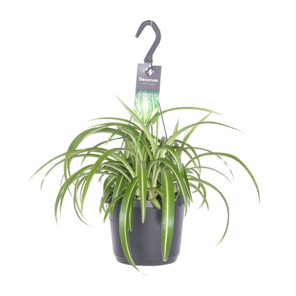 Chlorophytum Comosum 'Bonnie' Grünlilie – Ø17cm Höhe ca. 35cm – Pflegeleichte Zimmerpflanze mit geschwungenen Blättern
